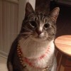 Untappd profile picture for @Fats