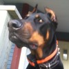 Untappd profile picture for @bartender