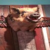 Untappd profile picture for @lambs