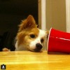 Untappd profile picture for @lucygirl