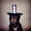 Untappd profile picture for @Burbank