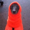 Untappd profile picture for @coil