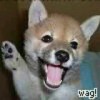 Untappd profile picture for @wag