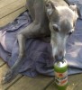 Untappd profile picture for @Blu