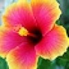 Untappd profile picture for @Tahiti