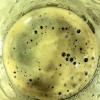 Untappd profile picture for @Toothbrush